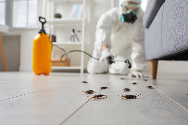 Commercial Kitchen Cockroach Control in Spencer